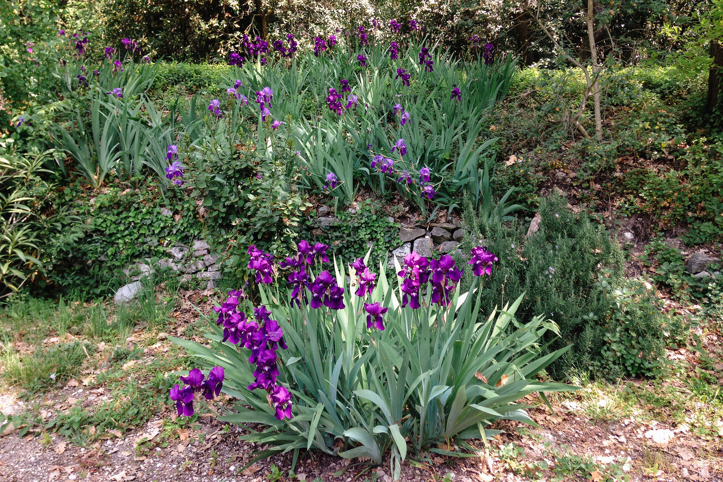 Villa Limonaia Garda Lake Guesthouse Garden